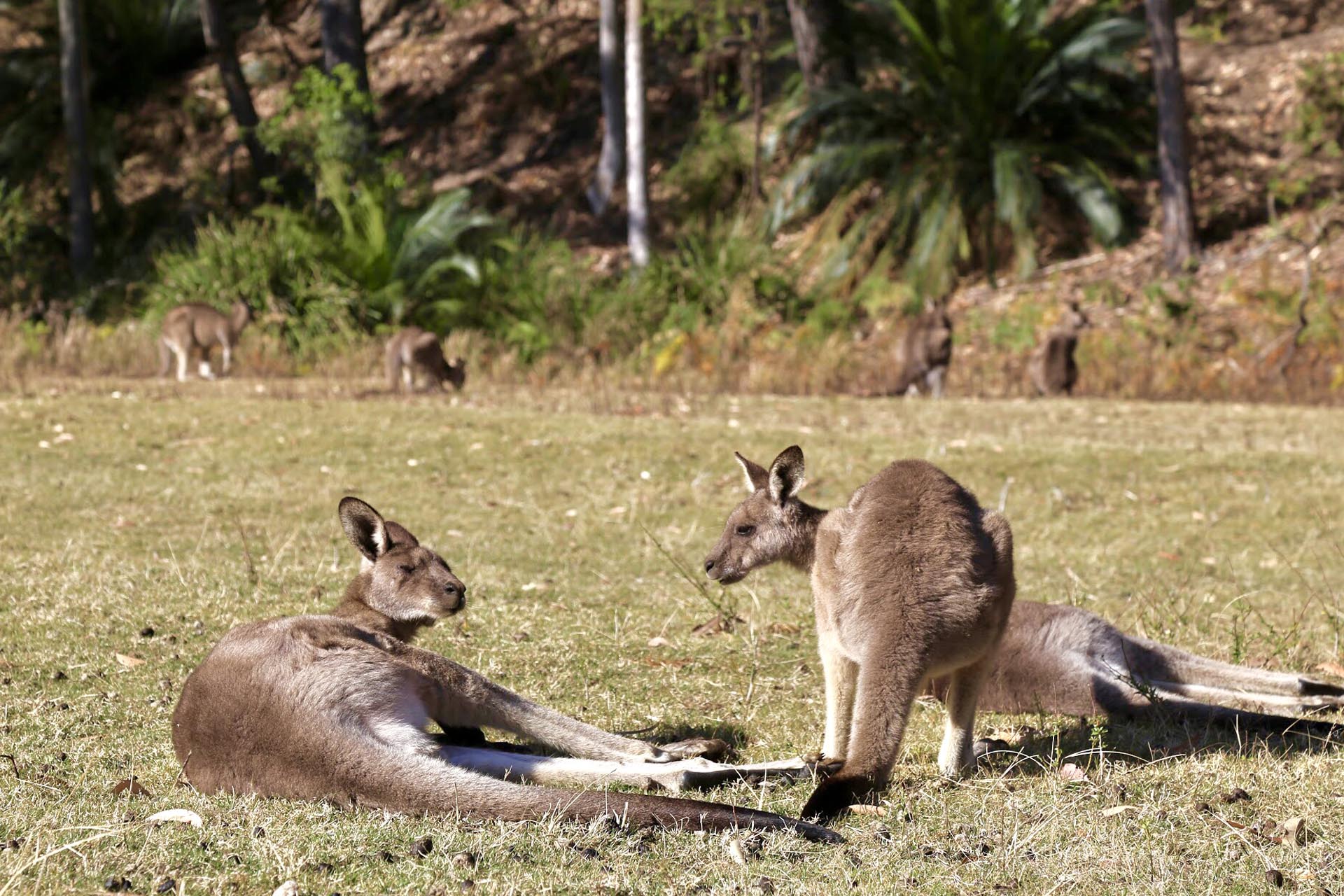 8 Weird Australian Laws You Wouldn t Believe They Exist Edugate Gateway