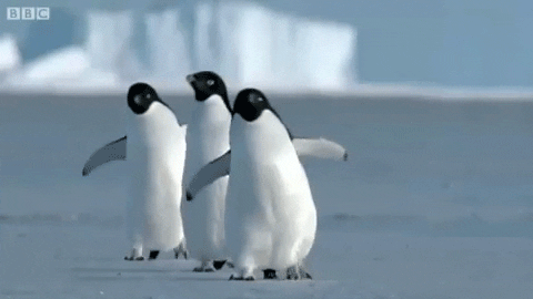 walking pinguin