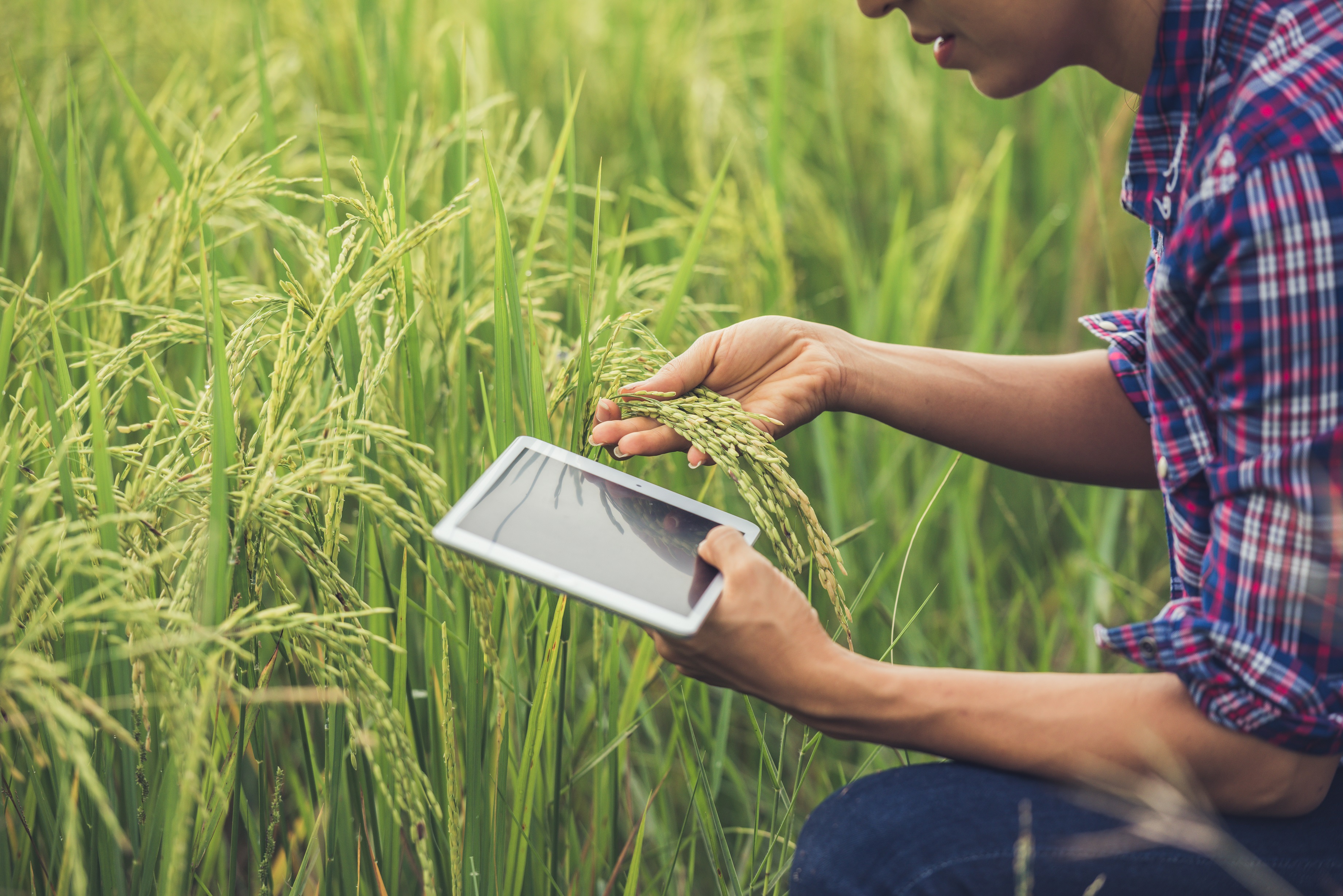 Farmer agriculture